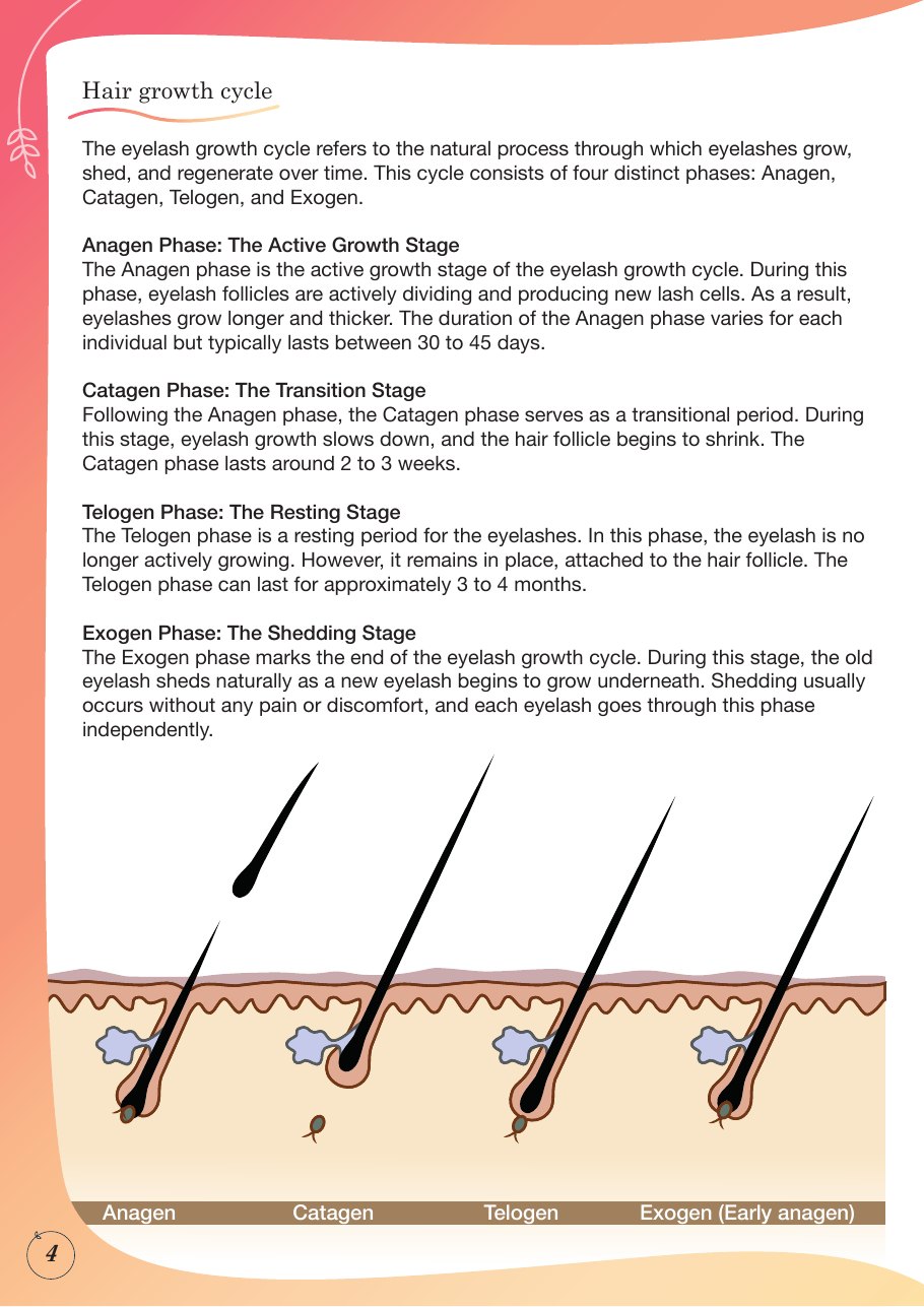 Classic Lash Extension Manual, page 4: Hair growth cycle and artificial eyelash parameters